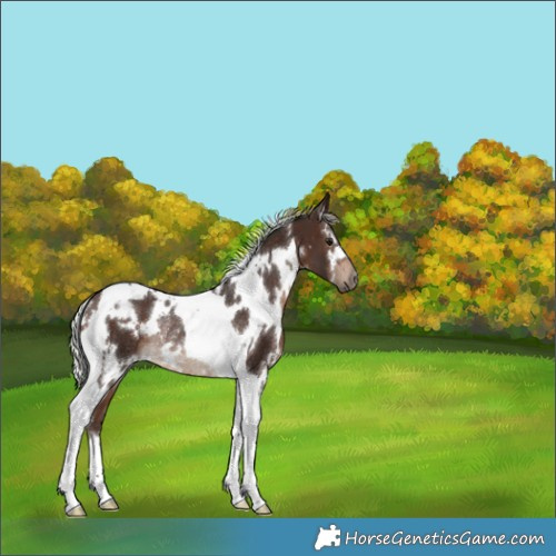 Horse Color:White Spotted Silver Bay Tobiano Rabicano