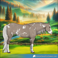 Horse Color:White Spotted Silver Grullo Splash Rabicano 