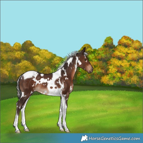 Horse Color:White Spotted Silver Brown Tobiano Rabicano 