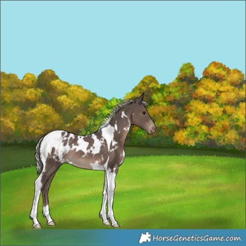 Horse Color:White Spotted Silver Black Tobiano Appaloosa Rabicano 