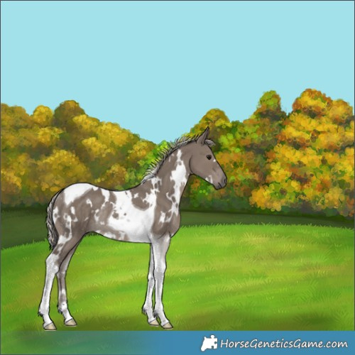 Horse Color:White Spotted Silver Grullo Tobiano Rabicano 