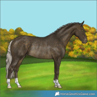 Horse Color:Silver Buckskin Appaloosa Rabicano
