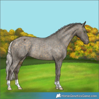 Horse Color:Silver Buckskin Appaloosa Rabicano 
