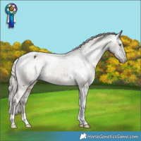 Horse Color:Silver Buckskin Appaloosa Rabicano 