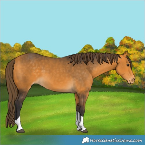 Horse Color:Buckskin Tobiano Appaloosa 