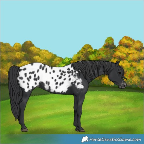 Horse Color:Black Appaloosa