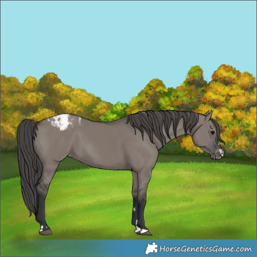 Horse Color:Grullo Appaloosa 