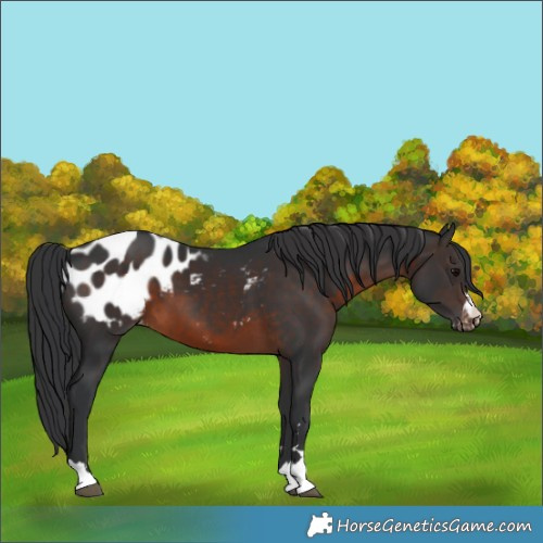 Horse Color:Brown Appaloosa
