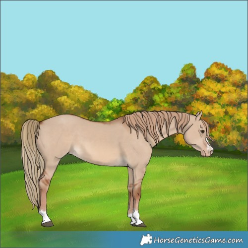 Horse Color:Red Dun Appaloosa