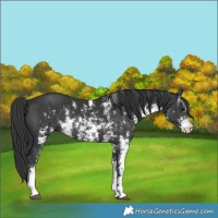 Horse Color:Black Sabino