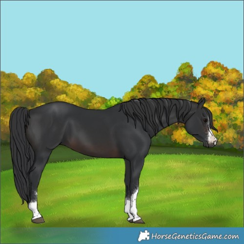 Horse Color:Brown 