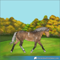 Horse Color:White Spotted Silver Buckskin Tobiano