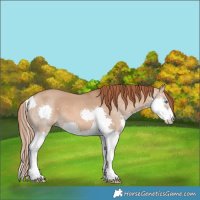Horse Color:Red Dun Splash