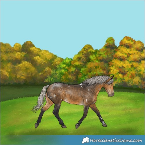 Horse Color:White Spotted Silver Buckskin