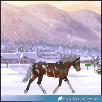 Horse Color:White Spotted Silver Brown Tobiano 