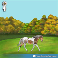 Horse Color:White Spotted Silver Buckskin Tobiano