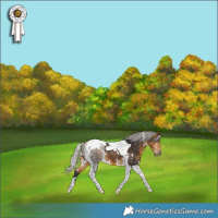 Horse Color:White Spotted Silver Buckskin Tobiano 