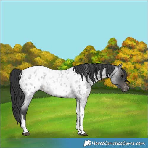 Horse Color:Blue Roan Tobiano Appaloosa Rabicano