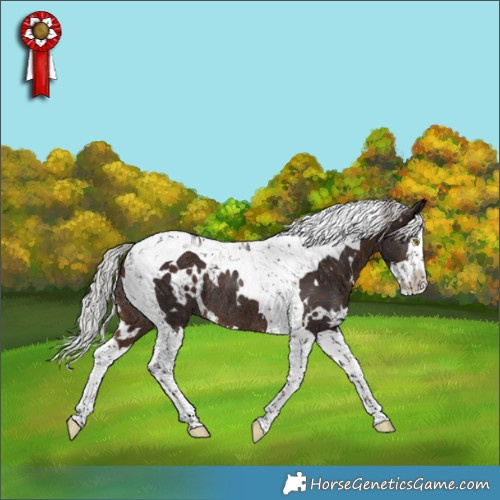 Horse Color:White Spotted Silver Brown Splash Tobiano Rabicano 