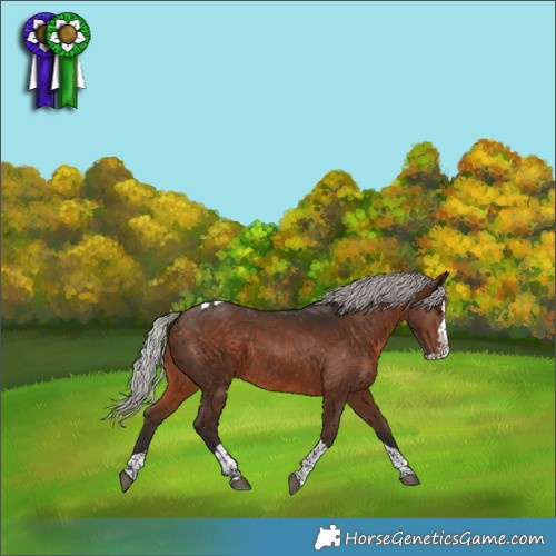 Horse Color:Silver Brown Splash Tobiano Rabicano 