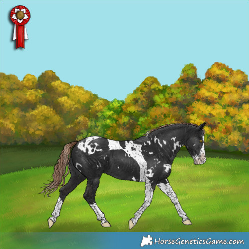 Horse Color:White Spotted Liver Chestnut Splash Tobiano 