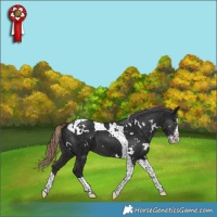 Horse Color:White Spotted Liver Chestnut Splash Tobiano