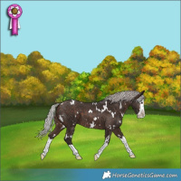 Horse Color:White Spotted Silver Brown Splash 
