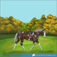 Horse Color:White Spotted Silver Brown Splash