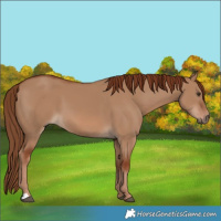 Horse Color:Red Dun