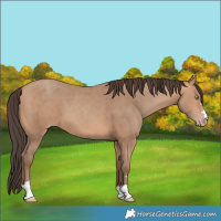 Horse Color:Amber Champagne 