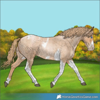 Horse Color:Red Roan Pearl Tobiano Frame 