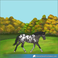 Horse Color:Grullo Tobiano Appaloosa Brindle 
