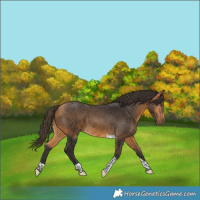 Horse Color:Buckskin Tobiano 