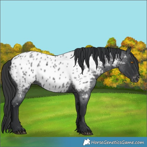 Horse Color:Blue Roan Appaloosa