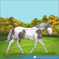Horse Color:Silver Smoky Grullo Splash Tobiano Appaloosa Brindle 