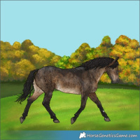 Horse Color:Gray Brown Dun Brindle 