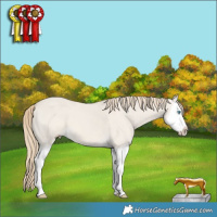 Horse Color:Smoky Creme Dun Splash 
