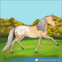 Horse Color:Palomino Appaloosa