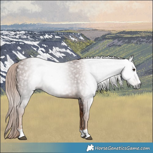 Horse Color:Gray Chestnut 