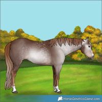 Horse Color:Gray Chestnut 