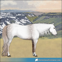 Horse Color:Gray Chestnut