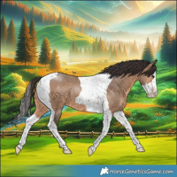 Horse Color:Brown Dun Splash Tobiano 