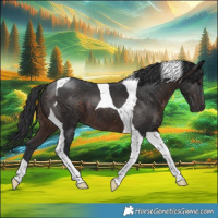 Horse Color:Brown Tobiano