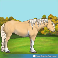 Horse Color:Palomino Tobiano 