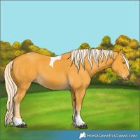 Horse Color:Palomino Tobiano 