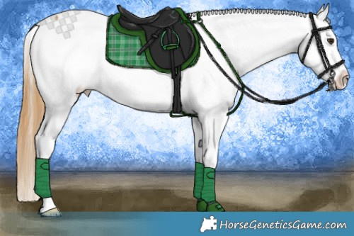 Horse Color:White Spotted Buckskin Dun Appaloosa 