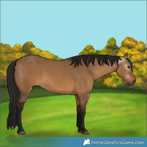 Horse Color:Gray Bay Dun