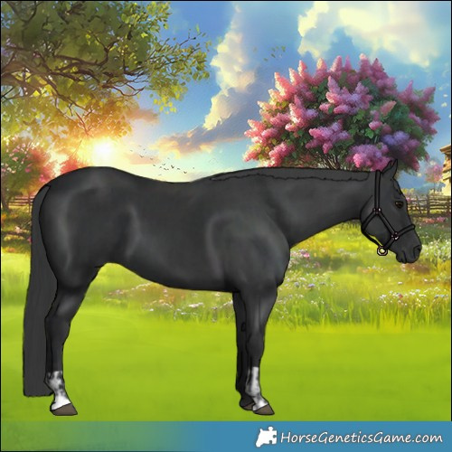 Horse Color:Black  and Black 