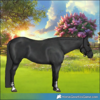 Horse Color:Black  and Black 