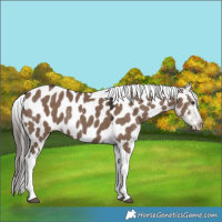 Horse Color:Liver Red Dun Tobiano Appaloosa Rabicano 